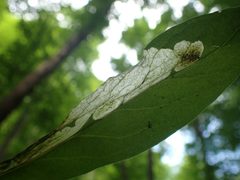 Pegomya flavifrons by (c) Evan M. Raskin, some rights reserved (CC BY), uploaded by Evan M. Raskin. Used under a CC-BY license.