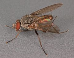 Pegomya winthemi by (c) Janet Graham, some rights reserved (CC BY). Used under a CC-BY license.