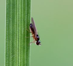 Mumetopia occipitalis by (c) Even Dankowicz, some rights reserved (CC BY), uploaded by Even Dankowicz. Used under a CC-BY license.