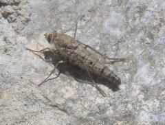 Apiocera barri by (c) Syd Cannings, some rights reserved (CC BY), uploaded by Syd Cannings. Used under a CC-BY license.