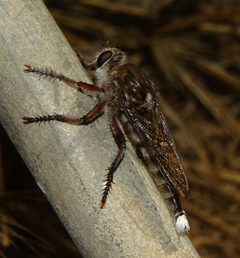 Promachus albifacies by (c) Jesse Rorabaugh, some rights reserved (CC BY), uploaded by Jesse Rorabaugh. Used under a CC-BY license.