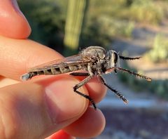 Promachus giganteus by (c) Tristan A. McKnight, some rights reserved (CC BY), uploaded by Tristan A. McKnight. Used under a CC-BY license.