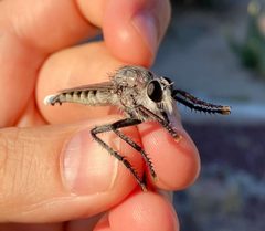 Promachus giganteus by (c) Tristan A. McKnight, some rights reserved (CC BY), uploaded by Tristan A. McKnight. Used under a CC-BY license.
