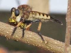 Promachus rufipes by no rights reserved, uploaded by Nonbinary-Naturalist. Used under a CC0 license.