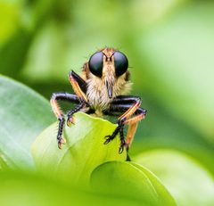 Promachus rufipes by (c) Nell Cant, some rights reserved (CC BY), uploaded by Nell Cant. Used under a CC-BY license.