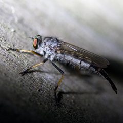 Neoitamus by (c) Ken-ichi Ueda, some rights reserved (CC BY), uploaded by Ken-ichi Ueda. Used under a CC-BY license.