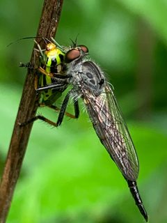 Neoitamus orphne by (c) Healthy Yards, some rights reserved (CC BY), uploaded by Healthy Yards. Used under a CC-BY license.