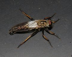 Neomochtherus latipennis by (c) Nick Block, some rights reserved (CC BY), uploaded by Nick Block. Used under a CC-BY license.