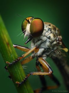 Ommatius by (c) Thomas Shahan, some rights reserved (CC BY). Used under a CC-BY license.