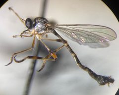 Beameromyia bifida by (c) Tristan A. McKnight, some rights reserved (CC BY), uploaded by Tristan A. McKnight. Used under a CC-BY license.