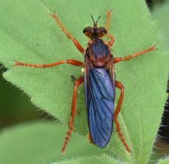 Callinicus calcaneus by (c) Don Loarie, some rights reserved (CC BY), uploaded by Don Loarie. Used under a CC-BY license.