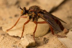 Callinicus calcaneus by (c) Ken-ichi Ueda, some rights reserved (CC BY), uploaded by Ken-ichi Ueda. Used under a CC-BY license.
