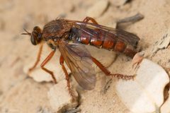 Callinicus calcaneus by (c) Ken-ichi Ueda, some rights reserved (CC BY), uploaded by Ken-ichi Ueda. Used under a CC-BY license.