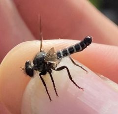Cyrtopogon beameri by (c) Tristan A. McKnight, some rights reserved (CC BY), uploaded by Tristan A. McKnight. Used under a CC-BY license.
