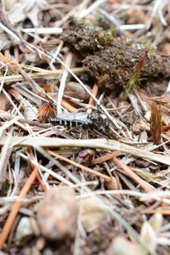 Cyrtopogon glarealis by (c) Alison Northup, some rights reserved (CC BY), uploaded by Alison Northup. Used under a CC-BY license.