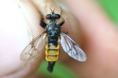 Cyrtopogon varans by (c) Owen Strickland, some rights reserved (CC BY), uploaded by Owen Strickland. Used under a CC-BY license.