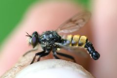 Cyrtopogon varans by (c) Owen Strickland, some rights reserved (CC BY), uploaded by Owen Strickland. Used under a CC-BY license.