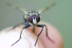 Cyrtopogon varans by (c) Owen Strickland, some rights reserved (CC BY), uploaded by Owen Strickland. Used under a CC-BY license.