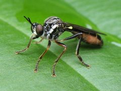 Dioctria by (c) Gilles Gonthier, some rights reserved (CC BY). Used under a CC-BY license.