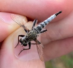Efferia canella by (c) Tristan A. McKnight, some rights reserved (CC BY), uploaded by Tristan A. McKnight. Used under a CC-BY license.