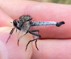 Efferia canella by (c) Tristan A. McKnight, some rights reserved (CC BY), uploaded by Tristan A. McKnight. Used under a CC-BY license.