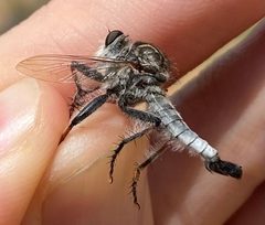 Efferia canella by (c) Tristan A. McKnight, some rights reserved (CC BY), uploaded by Tristan A. McKnight. Used under a CC-BY license.