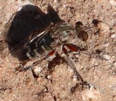 Hodophylax aridus by (c) Catherine C. Galley, some rights reserved (CC BY), uploaded by Catherine C. Galley. Used under a CC-BY license.