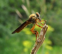 Holcocephala abdominalis by (c) christine123, some rights reserved (CC BY), uploaded by christine123. Used under a CC-BY license.