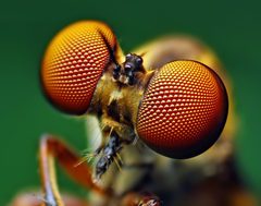 Holcocephala by (c) Thomas Shahan, some rights reserved (CC BY). Used under a CC-BY license.