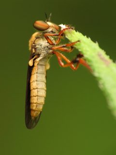 Holcocephala by (c) Katja Schulz, some rights reserved (CC BY). Used under a CC-BY license.