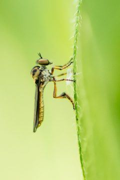 Holcocephala by (c) Andrew Cannizzaro, some rights reserved (CC BY), uploaded by Andrew Cannizzaro. Used under a CC-BY license.