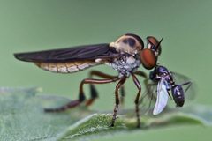Holcocephala by (c) Bill Keim, some rights reserved (CC BY). Used under a CC-BY license.