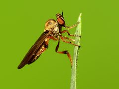 Holcocephala by (c) Katja Schulz, some rights reserved (CC BY). Used under a CC-BY license.
