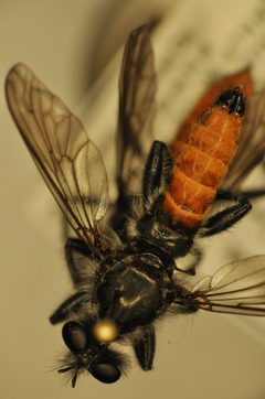 Laphria aimatis by (c) Tristan A. McKnight, some rights reserved (CC BY), uploaded by Tristan A. McKnight. Used under a CC-BY license.