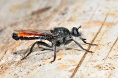 Laphria aimatis by (c) Tom Kennedy, some rights reserved (CC BY), uploaded by Tom Kennedy. Used under a CC-BY license.