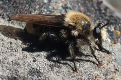 Laphria astur by (c) Ken-ichi Ueda, some rights reserved (CC BY). Used under a CC-BY license.