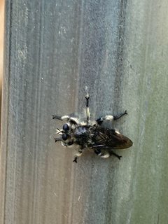 Laphria cinerea by no rights reserved. Used under a CC0 license.