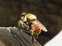 Laphria engelhardti by (c) CK2AZ, some rights reserved (CC BY), uploaded by CK2AZ. Used under a CC-BY license.
