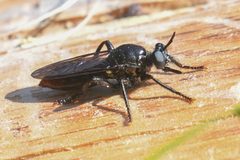 Laphria felis by (c) Trevor Van Loon, some rights reserved (CC BY), uploaded by Trevor Van Loon. Used under a CC-BY license.