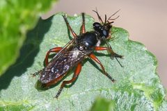 Laphria felis by (c) Trevor Van Loon, some rights reserved (CC BY), uploaded by Trevor Van Loon. Used under a CC-BY license.