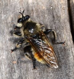 Laphria fernaldi by (c) Don Loarie, some rights reserved (CC BY). Used under a CC-BY license.