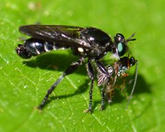 Laphria franciscana by (c) David Anderson, some rights reserved (CC BY), uploaded by David Anderson. Used under a CC-BY license.