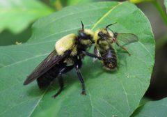 Laphria grossa by (c) Nick Block, some rights reserved (CC BY), uploaded by Nick Block. Used under a CC-BY license.