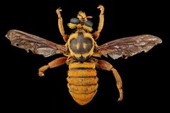Laphria saffrana by (c) USGS Bee Inventory and Monitoring Lab, some rights reserved (CC BY). Used under a CC-BY license.