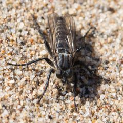 Lasiopogon bivittatus by (c) Ken-ichi Ueda, some rights reserved (CC BY), uploaded by Ken-ichi Ueda. Used under a CC-BY license.