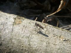 Lasiopogon currani by (c) Tristan A. McKnight, some rights reserved (CC BY), uploaded by Tristan A. McKnight. Used under a CC-BY license.