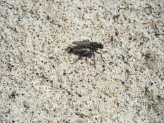 Lasiopogon ripicola by (c) Tristan A. McKnight, some rights reserved (CC BY), uploaded by Tristan A. McKnight. Used under a CC-BY license.