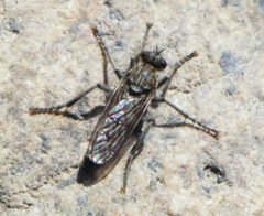 Lasiopogon sierra by (c) Tristan A. McKnight, some rights reserved (CC BY), uploaded by Tristan A. McKnight. Used under a CC-BY license.
