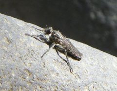 Lasiopogon sierra by (c) Tristan A. McKnight, some rights reserved (CC BY), uploaded by Tristan A. McKnight. Used under a CC-BY license.