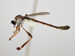 Leptogaster arida by (c) Chris Ratzlaff, some rights reserved (CC BY), uploaded by Chris Ratzlaff. Used under a CC-BY license.